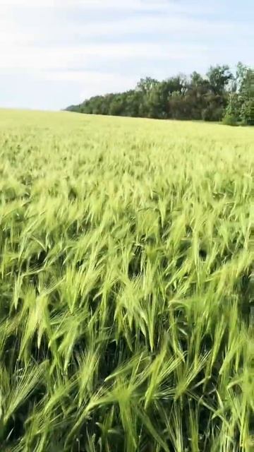 Озимый ячмень 9 вал смотреть онлайн