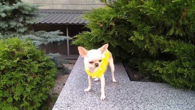 Чихуахуа Мия на прогулке. смотреть онлайн