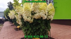 Гортензия Метельчатая "Геркулес" в наличии 2,3,10литров - вотсап 8-916-412-98-73