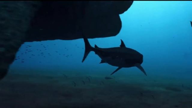 all megalodon animations by julian johnson mortimer смотреть онлайн