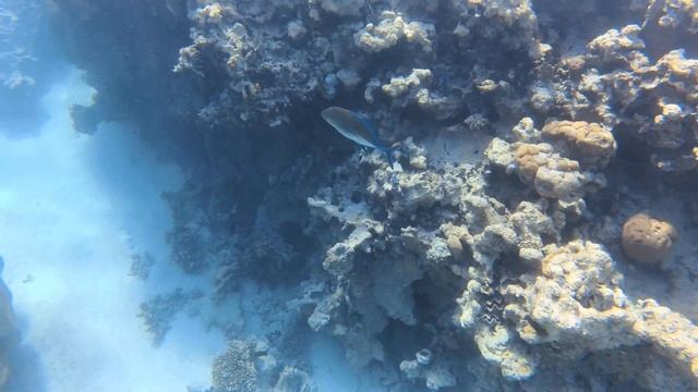 Caranx melampygus - Синепёрый каранкс - Bluefin trevally