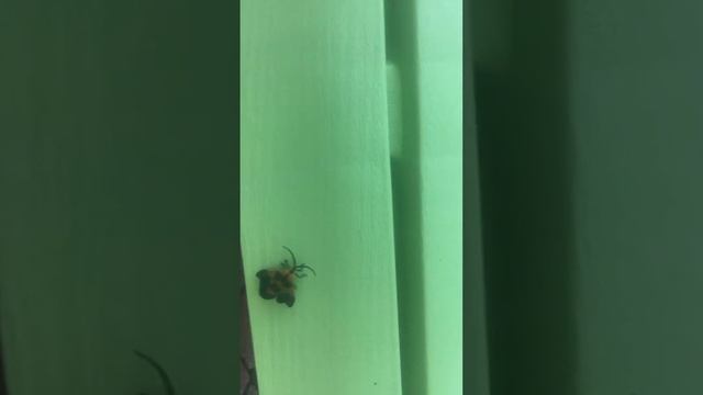 Rare moth sighting!!!!! смотреть онлайн