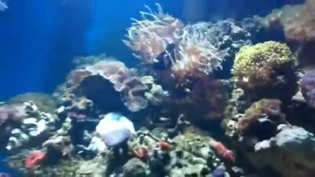 How to clear cloudy water in a reef tank by Paul talbot