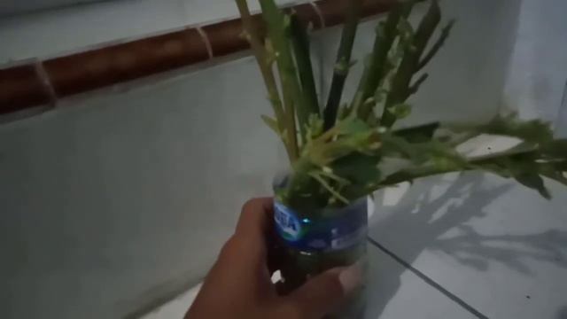 Stek batang turi Bank pakan untuk ternak kambing dan domba