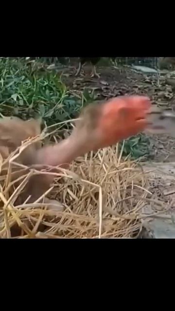 The brave mother hen fights against poisonous snakes to protect her chicks