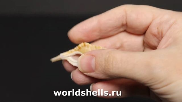 Циматиум тенилиратум (Cymatium tenuiliratum) смотреть онлайн