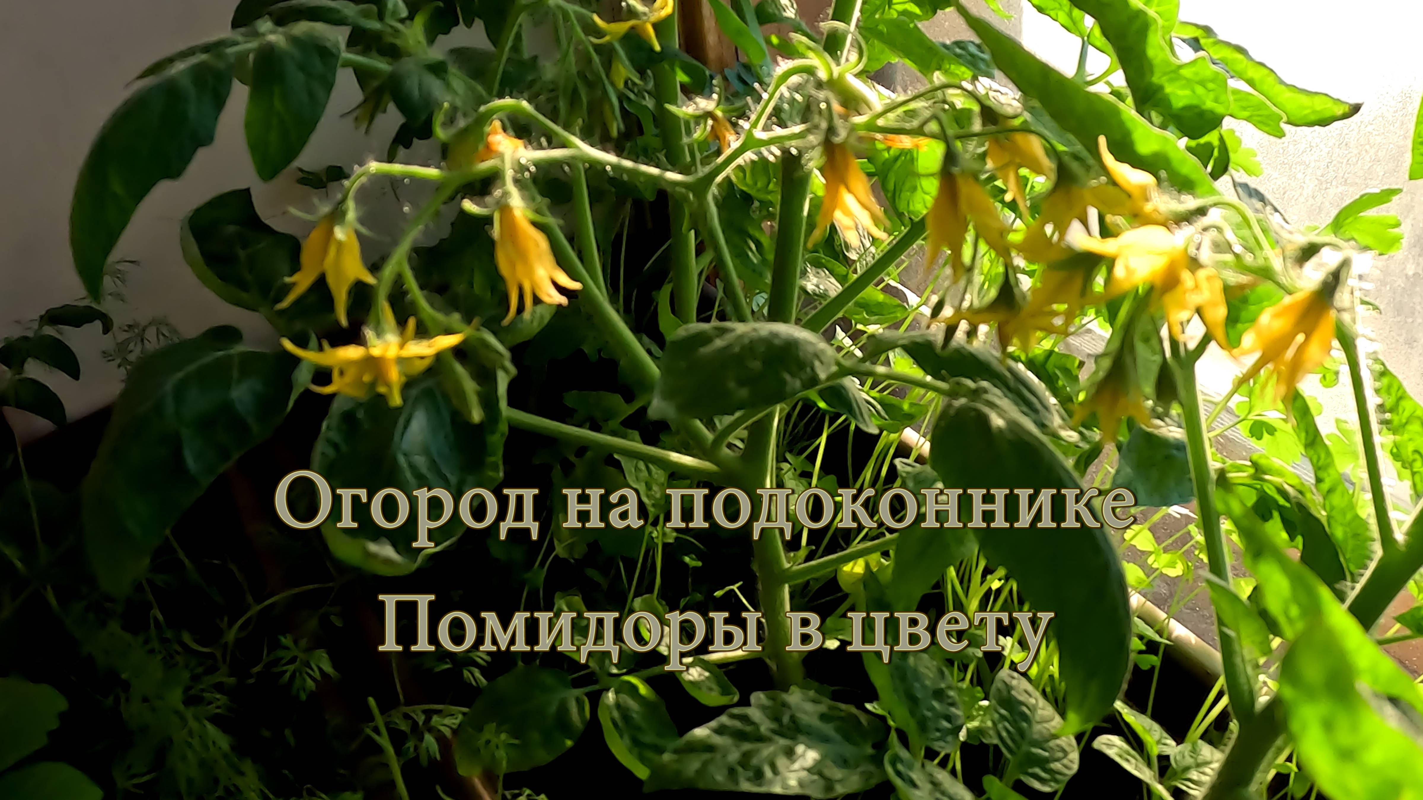 Огород на подоконнике. Помидоры в цвету.