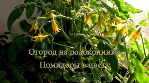 Огород на подоконнике. Помидоры в цвету.