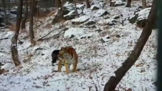 The famous tiger and goat 'bromance' has come to an end смотреть онлайн