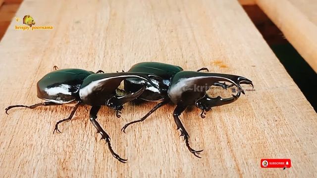 Xylotrupes gideon serangga Kumbang Badak / Kumbang Tanduk / Bangbung canar,... смотреть онлайн
