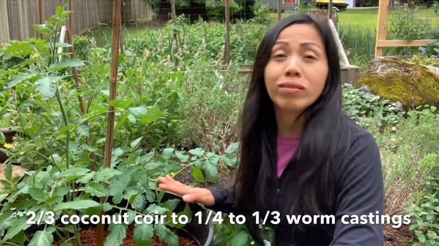 Growing Tomato Plants In Containers With Coconut Coir & Worm Castings смотреть онлайн