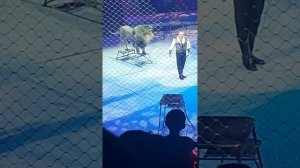 Московский цирк. Программа "И100рия". Номер с тиграми и львами братьев Запашных