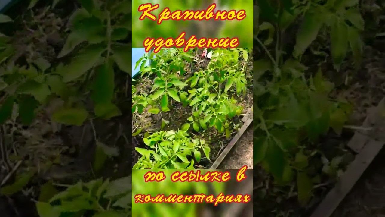 Удобряю томаты и перцы супер удобрением  // I fertilize tomatoes and peppers  #shorts