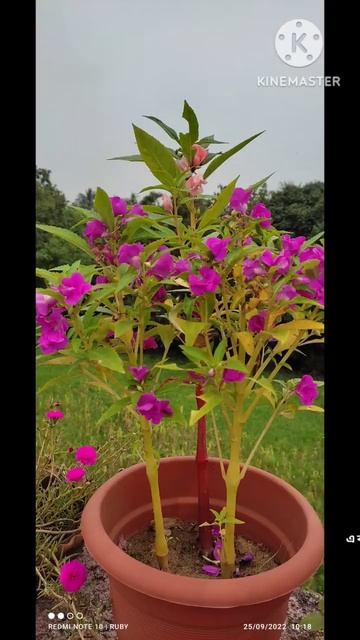 #shorts #gardeninglovers #Balsam or Dopati flower смотреть онлайн