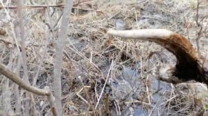 Поиск рогов лося. Апрель 2021