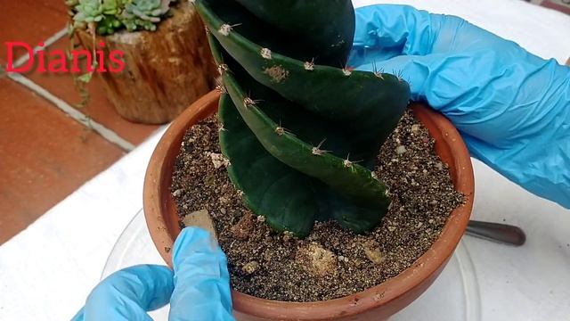 Como cuidar el cactus Cereus Forbesii Spiralis o más conocido como cactus tornillo смотреть онлайн