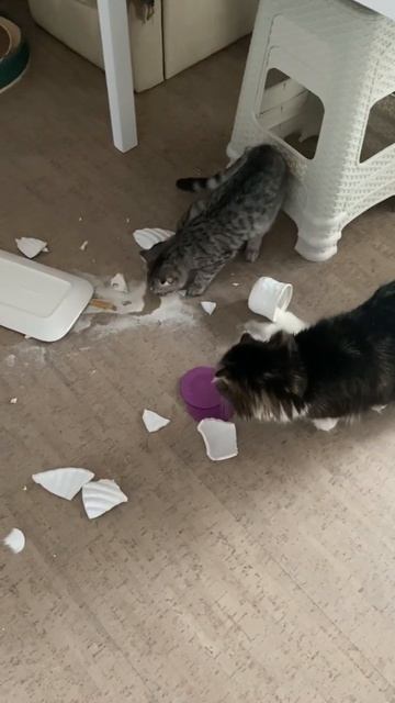 Ты на что, царская морда, намекаешь? смотреть онлайн