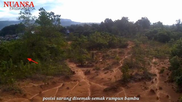 Memantau sarang burung kipasan dengan drone  Sarang murai gila