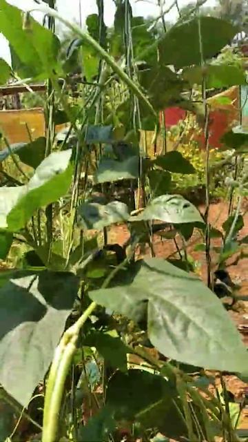 heavy fruiting on long beans смотреть онлайн