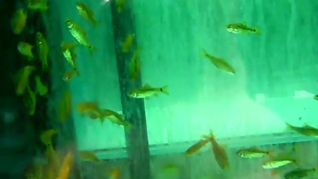 barbus schuberti смотреть онлайн