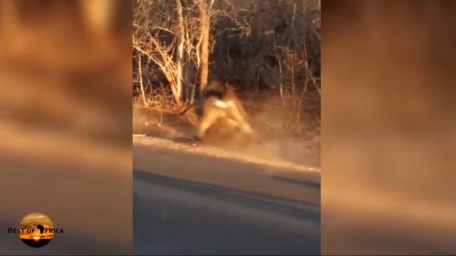 Leopard narrowly escapes baboons - Rare charge through storm drain | Kruger National Park смотреть онлайн