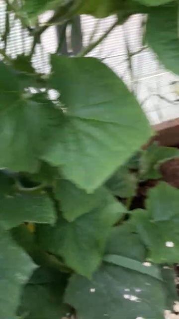 Огурцы растут как сумашедшие от овсянки? смотреть онлайн