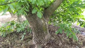 Грецкий орех в моем саду Северный Крым