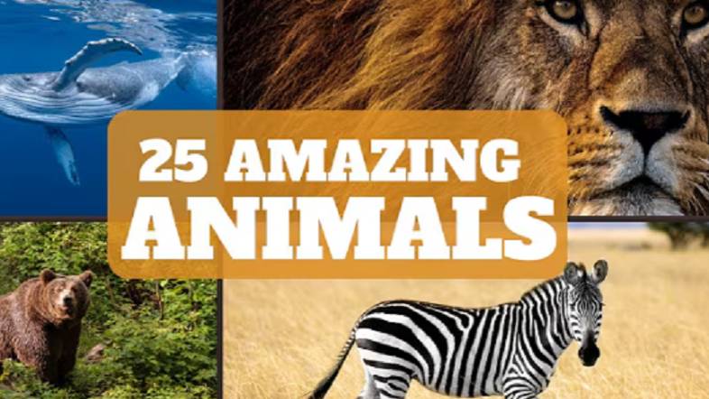 Fun Animal Facts смотреть онлайн