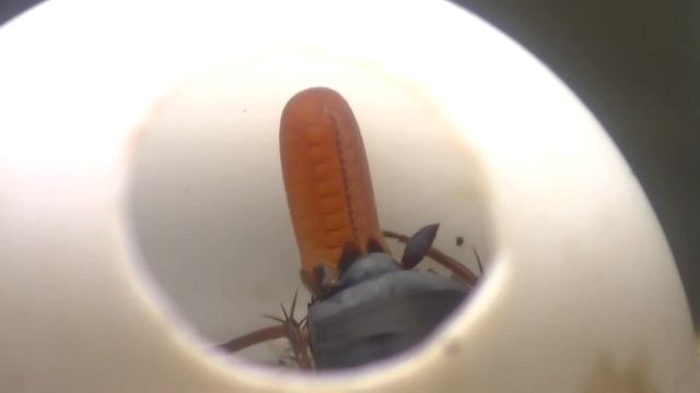 Turkistan Roach with Egg Capsule смотреть онлайн