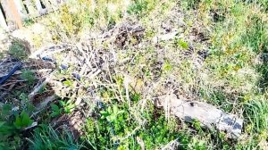 Как перезимовала груша Тихий Дон