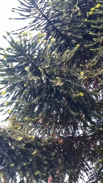 Bunya pine tree ! #viral #shortvideo #youtubeshorts #shorts смотреть онлайн