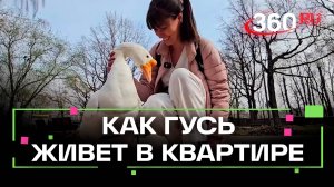Гусь Вася живет в московской квартире: история питомца