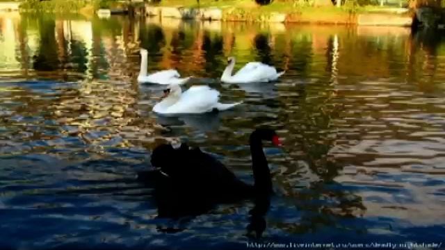 "БІЛИЙ ЛЕБІДЬ, ЧОРНИЙ ЛЕБІДЬ" смотреть онлайн