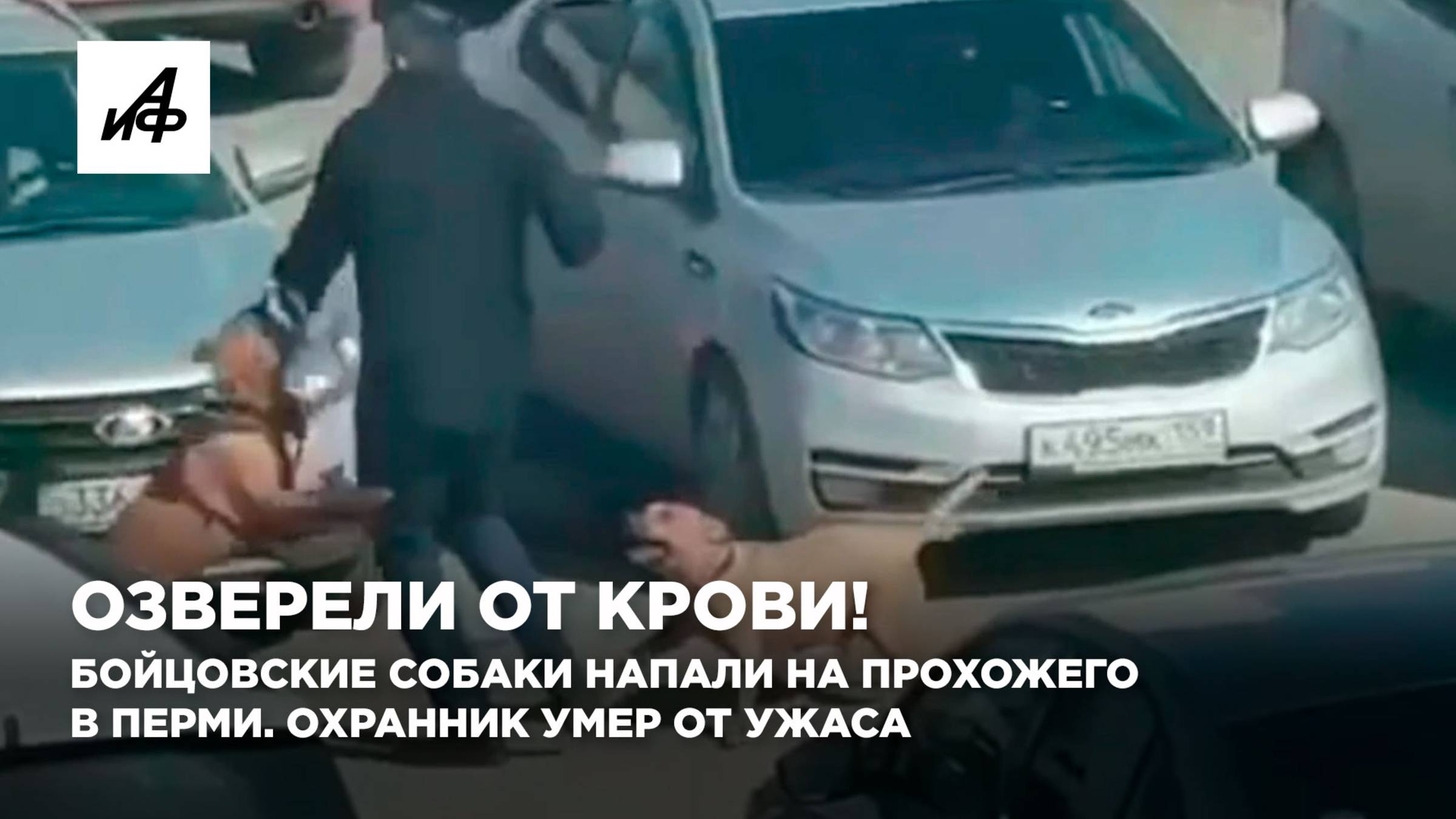Озверели от крови! Бойцовские собаки напали на прохожего в Перми. Охранник умер от ужаса