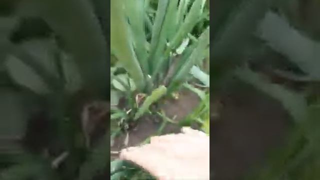 Весь сезон сажаю лук на перо только так. смотреть онлайн