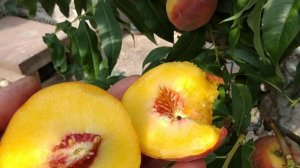 Персик Саммер Річ. Peach Summer Rich. Сорт з мускатним присмаком.
