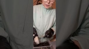 Посев перцев замоченных семян сладкого перца | Ирина Родина