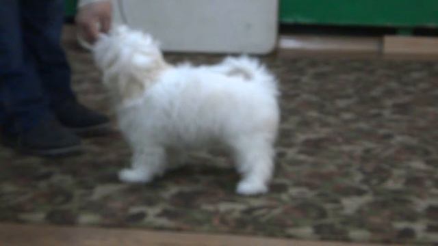 ДЕ СУА НЭЖ МАСАРИ (3 мес.) смотреть онлайн