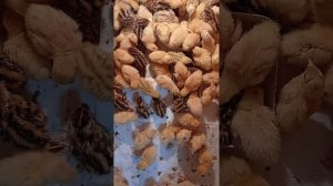 Перепелята в коробке, поездка в Вет.клинику 17.04.2025г