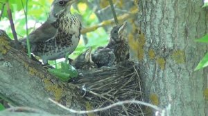 Дрозды-рябинники