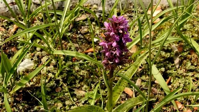 Breitblättriges Knabenkraut Dactylorhiza majalis смотреть онлайн