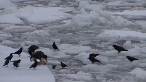 орлан и вороны 3