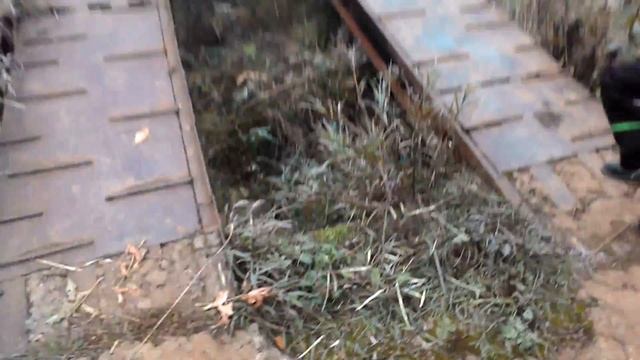 Блог . Лес  гуляем  шиповник