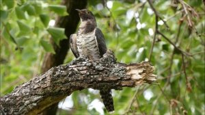 ホトトギス - Cuculus poliocephalus