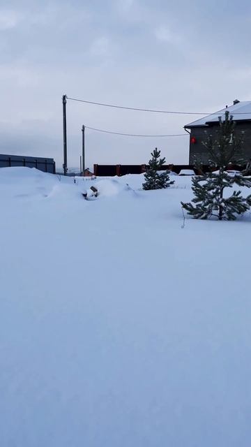 Красивые сосны на участке (вырубать жалко) смотреть онлайн