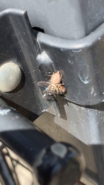 Jumping Spider VS House Fly (part 1 of 2) смотреть онлайн