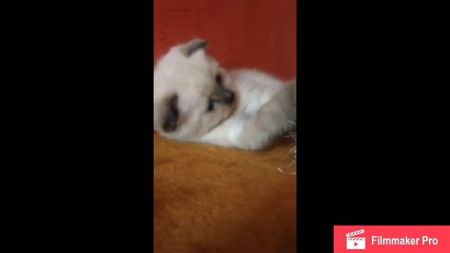 Мурочка была маленькой)))😸 смотреть онлайн