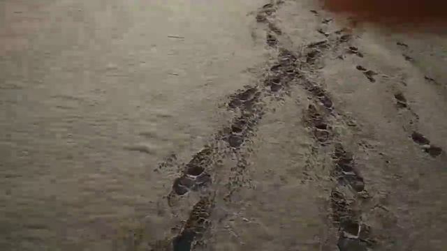 Осенний ход Илийского жереха. смотреть онлайн