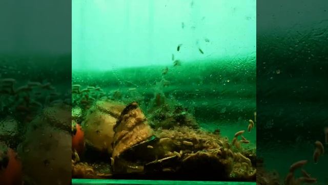 Черная львинка и банан смотреть онлайн