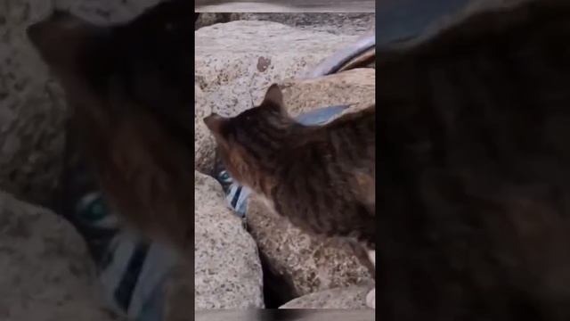 Лошадка подкинула проблем) смотреть онлайн